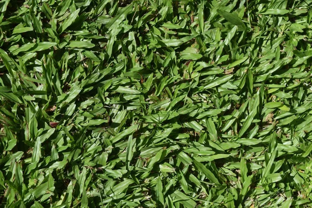 How To Reseed A Dead Lawn