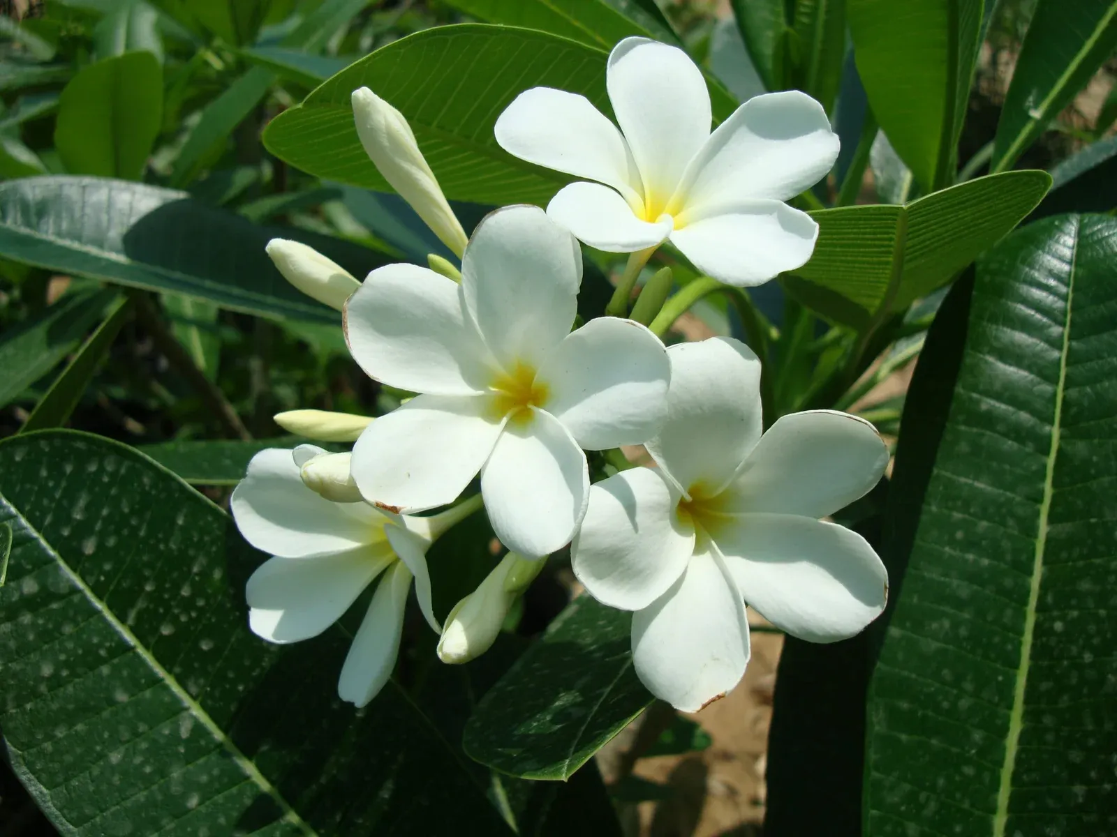 Plumeria