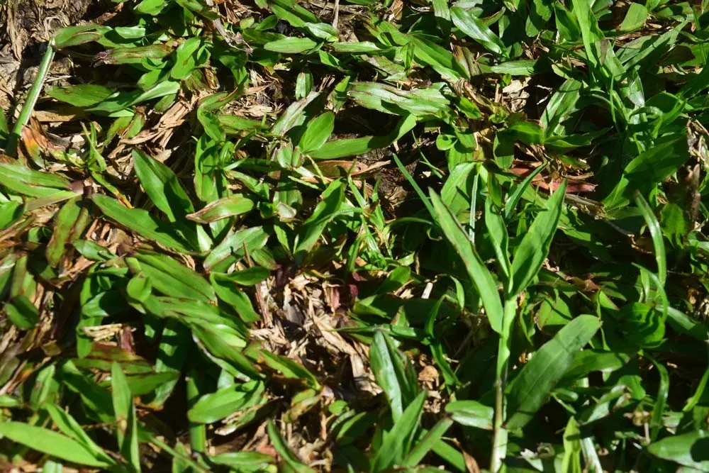 Why does my lawn have brown spots?