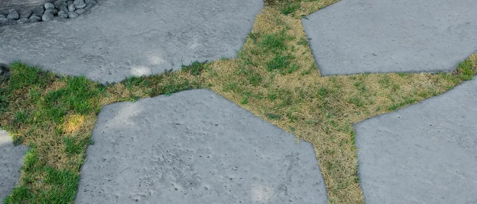 dead-grass
